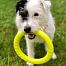 Interactive throwing ring for dogs, 2 sizes