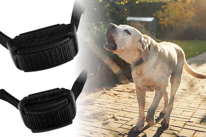 E collar to stop barking best sale